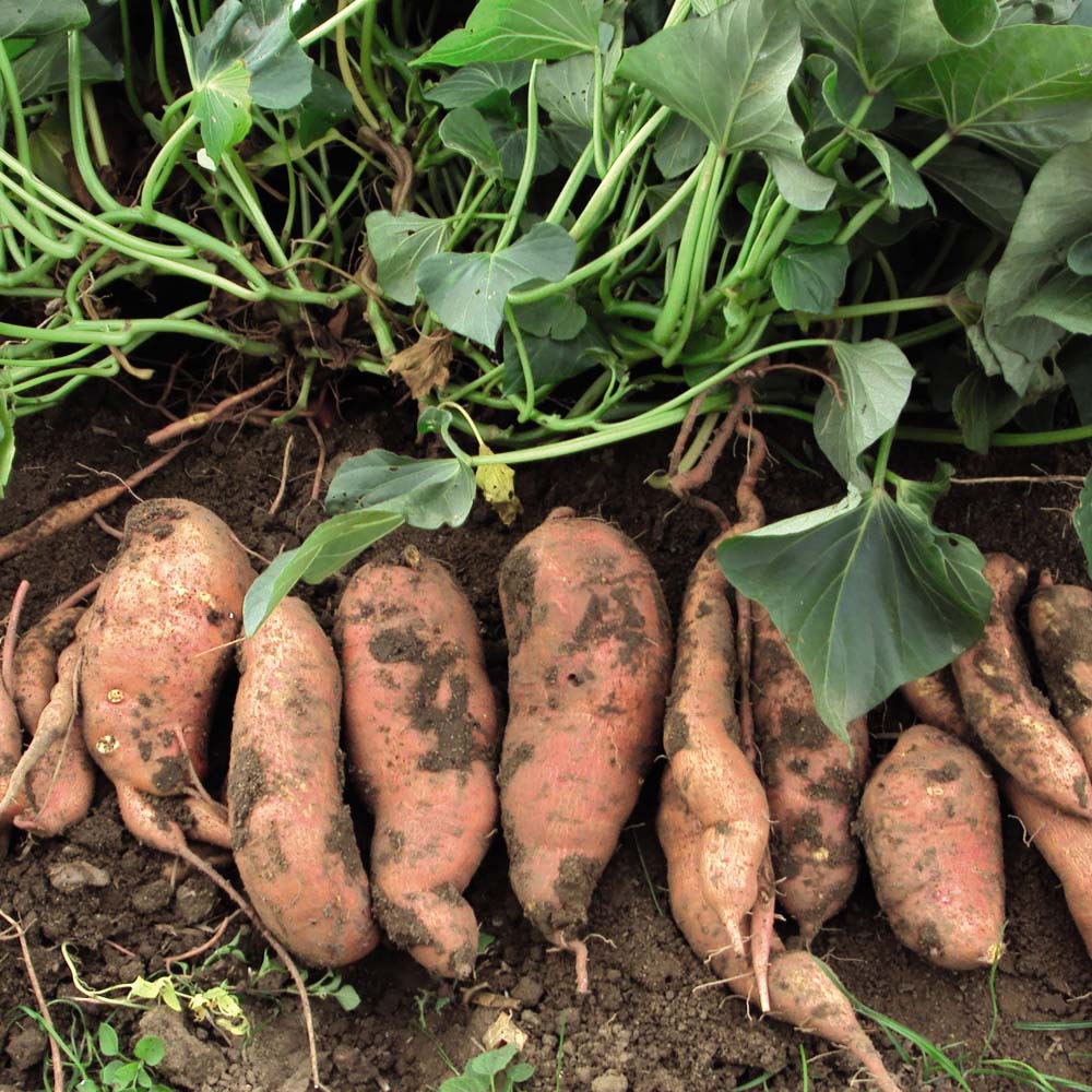 VABFarming's tweet photo. Check out our monthly newsletter!
https://t.co/I7kxZo5Gns https://t.co/wRD9xy3Elf