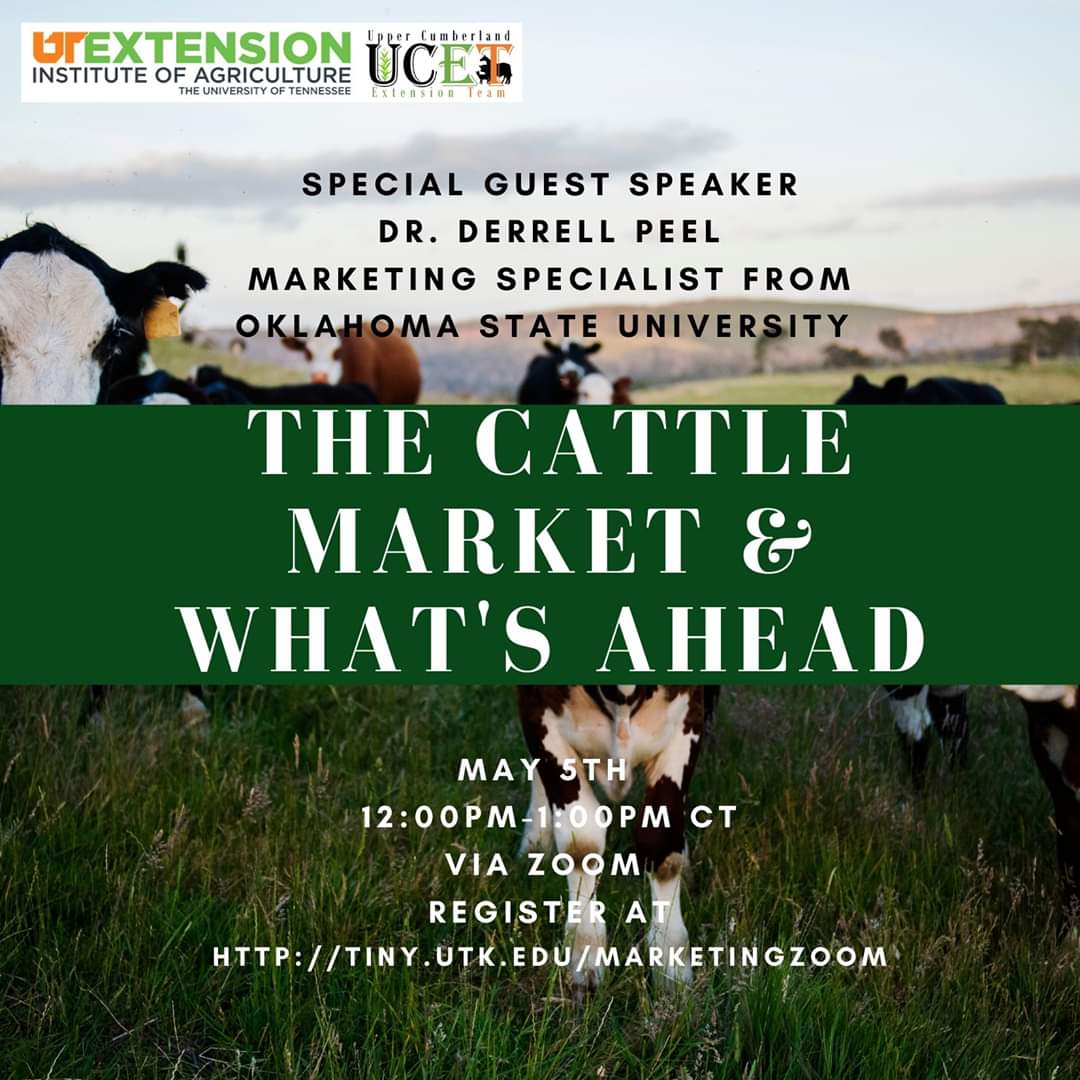 EBrownSHHS's tweet photo. The Upper Cumberland Extension Team will be hosting a virtual lunch and learn on May 5th from 12:00pm-1:00pm (CT) via zoom. Dr. Derrell Peel from OSU will be giving us an update on the cattle market and what we can expect to see this year. To register: https://t.co/LQYwwiO49r. https://t.co/IZDy56Kdia