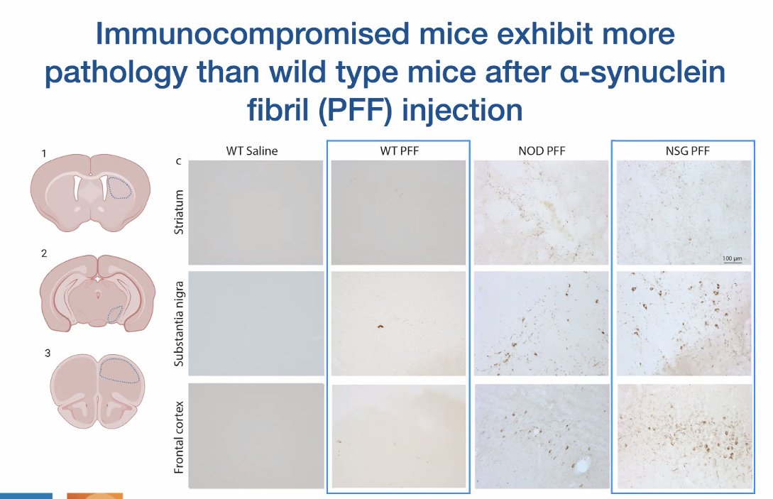 Using transgenic mice & preformed alpha synuclein fibrils, they have explored this
