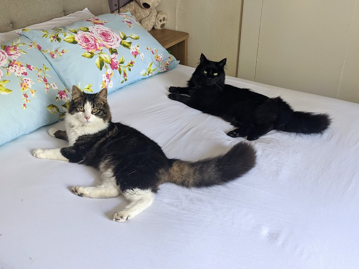 emma_rieley's tweet photo. I do love these two but every time I put fresh bedding on, they have to lie down on the clean sheet!! Every bloody time!! 🙄 Even if they're not in the house, they just appear out of nowhere!! Weirdos!!🤣 #catmumproblems #crazycatlady #freshbedding #catsapprove #theymakemelaugh https://t.co/meAfSzUqCY