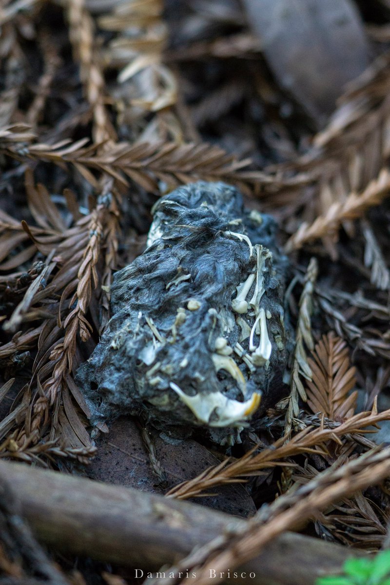 Owl pellet. So tidy. 7/