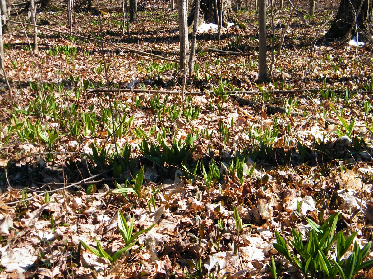 canuckcarl's tweet photo. Despite some snow from a blustery Tuesday still hanging around on the north side of the hills, it is so wonderful to see beautiful new growth of hardwood forest wildflowers popping up from the forest floor. #SpringtimeInCanada 😀🌿☀️ https://t.co/2sWMnrTkJg