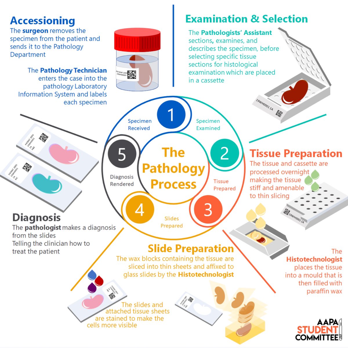 AAPAstudents's tweet photo. Hope you are enjoying your Lab Week! Each person in the pathology lab has a specific role as tissue goes from collection to diagnosis. It's important each person consider how their treatment of the sample impacts the other steps in the process.
#ASCPLabWeek20 https://t.co/qsHzZDUIJ6