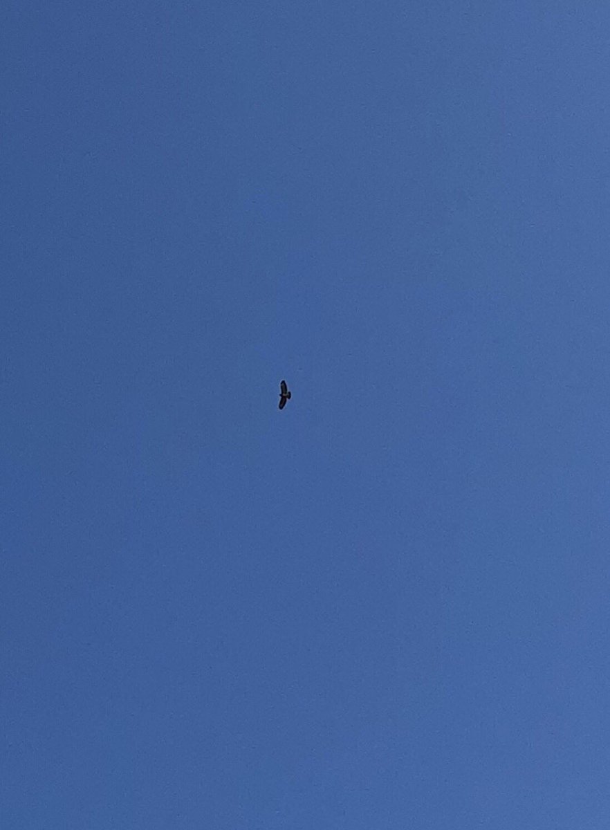 OHSPrep_Nature's tweet photo. A beautiful morning @OhsSchool - Spring has definitely sprung! Horse chestnut trees in flower, cherry blossom, class daffodil bulbs in bloom and a lone buzzard :) #lookuptogether and listen to all the birdsong too! https://t.co/BoZEeGn45Z
