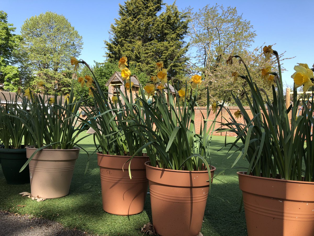 OHSPrep_Nature's tweet photo. A beautiful morning @OhsSchool - Spring has definitely sprung! Horse chestnut trees in flower, cherry blossom, class daffodil bulbs in bloom and a lone buzzard :) #lookuptogether and listen to all the birdsong too! https://t.co/BoZEeGn45Z