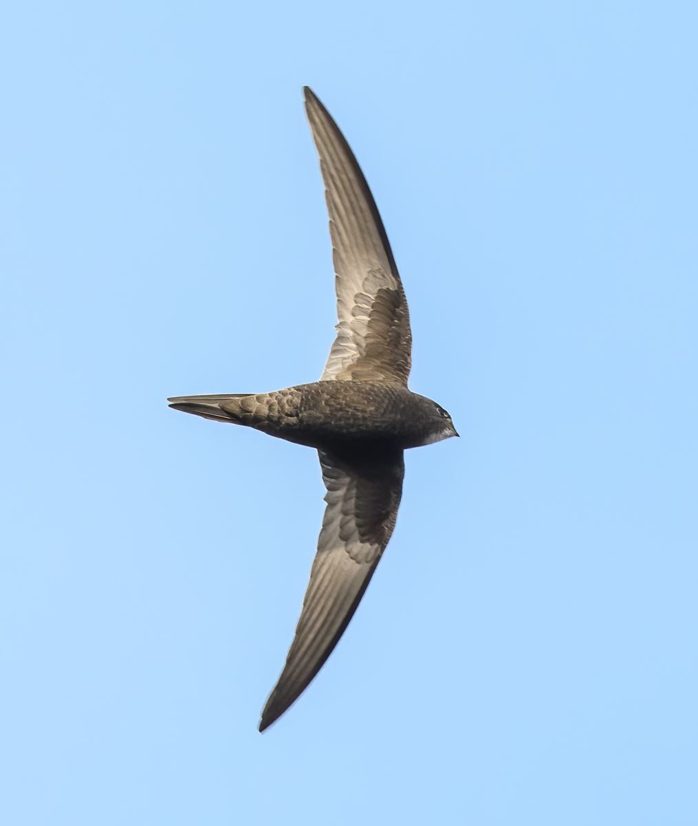 CardiffBirder's tweet photo. Can't beat the sight and sound of a group of Swift chasing each other around - still a group of 20 or so over the west edge of the Bay this morning https://t.co/h1gTciGxyG