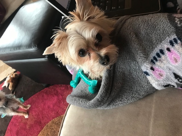 AlexAndRoberts's tweet photo. Here's a photo of Tuffy doing his impression of a burrito! We rate Tuffy 10/10 for his ingenuity and impressive costuming skills! https://t.co/B4IEz6lfBt