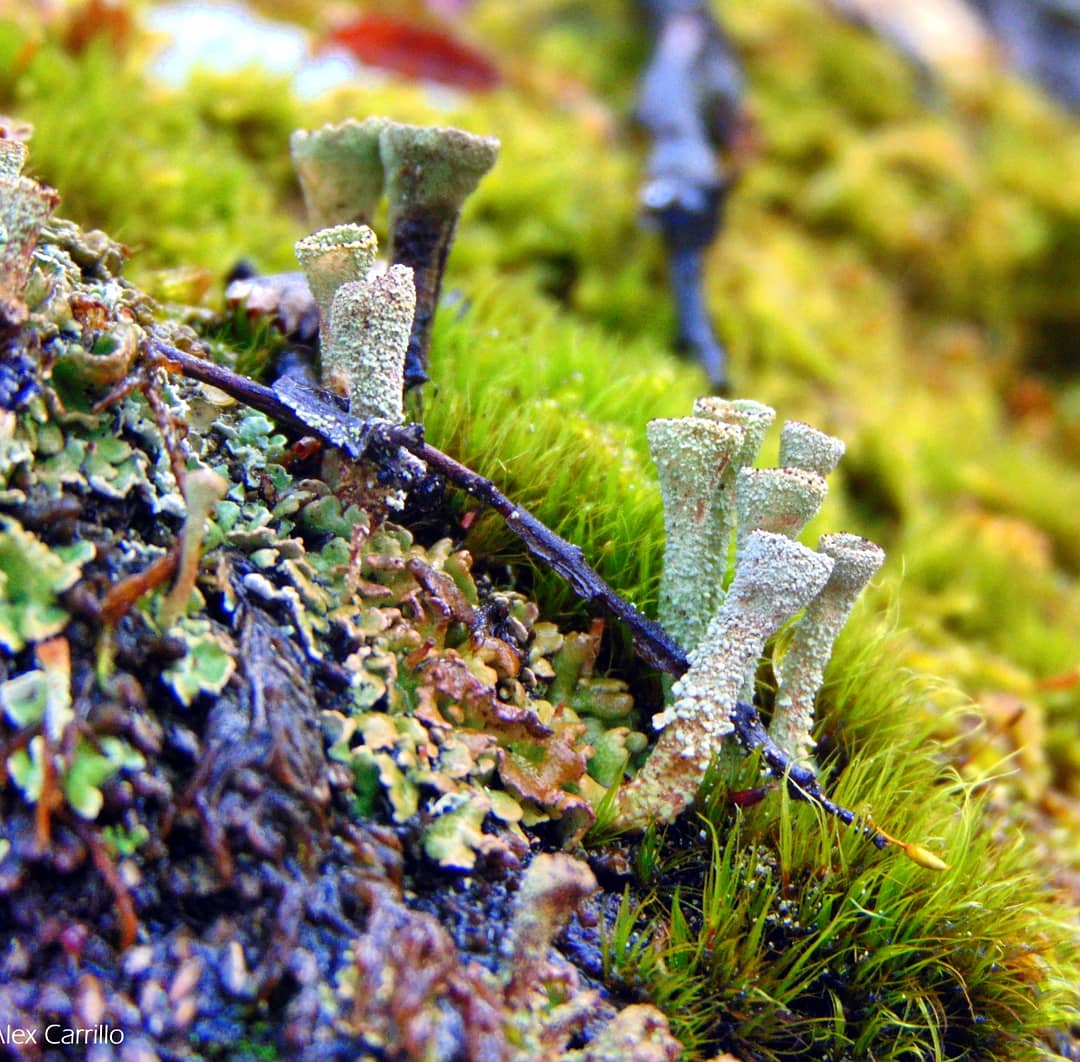 alexpatagonia's tweet photo. Hermosos #liquenes y hepaticas que crecen y se desarrollan en los #microbosques de la #regiondeaysen
Todo un hermoso y rico universo :
#lichens #microforest #bosquestempladoslluvioso #bosquesnativos #patagoniaaysen @chilebosque https://t.co/BlSuO4q4k4