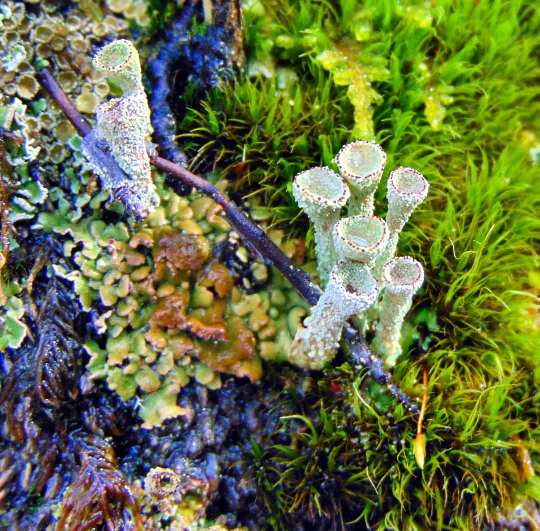 alexpatagonia's tweet photo. Hermosos #liquenes y hepaticas que crecen y se desarrollan en los #microbosques de la #regiondeaysen
Todo un hermoso y rico universo :
#lichens #microforest #bosquestempladoslluvioso #bosquesnativos #patagoniaaysen @chilebosque https://t.co/BlSuO4q4k4
