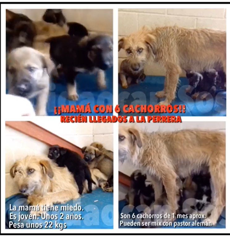 Mamá con 6 cachorros
PERRERA PROVINCIA DE OURENSE
MUY URGENTE
Acaba de entrar esta mamá con sus 6 cachorros en la perrera.
Permiten sacarlos de la perrera
La mamá es muy buena, tiene mucho miedo a las personas. Es joven 2 años.
Los cachorros son 6. Tiene 1 mes
coidaocan@gmail.com