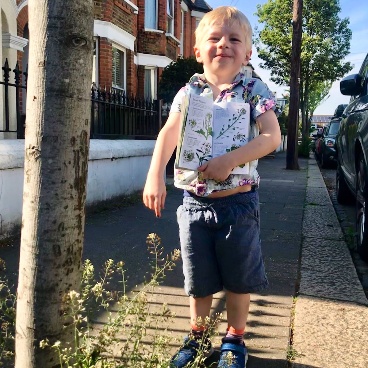 13/26 Half way there! Now this little flower is easily overlooked. It’s Shepherd’s Purse, and if zoom in you can see little purse-shaped seed cases! They look like  to us.   #twopointsixchallenge  @bowelcanceruk