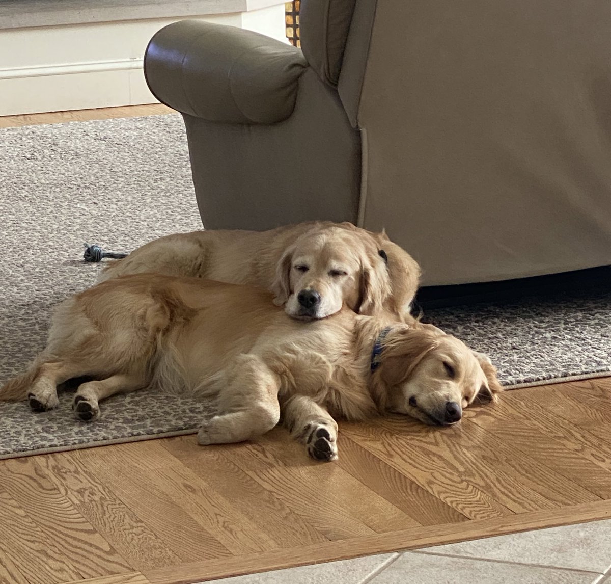 Looking forward to talking with our <a href="/juniatacollege/">Juniata College</a> students tonight from 7:00-8:00pm, EST. Check your JC email for Zoom invite. Lots to discuss! Maybe these two will wake up &amp; say hello. 😊