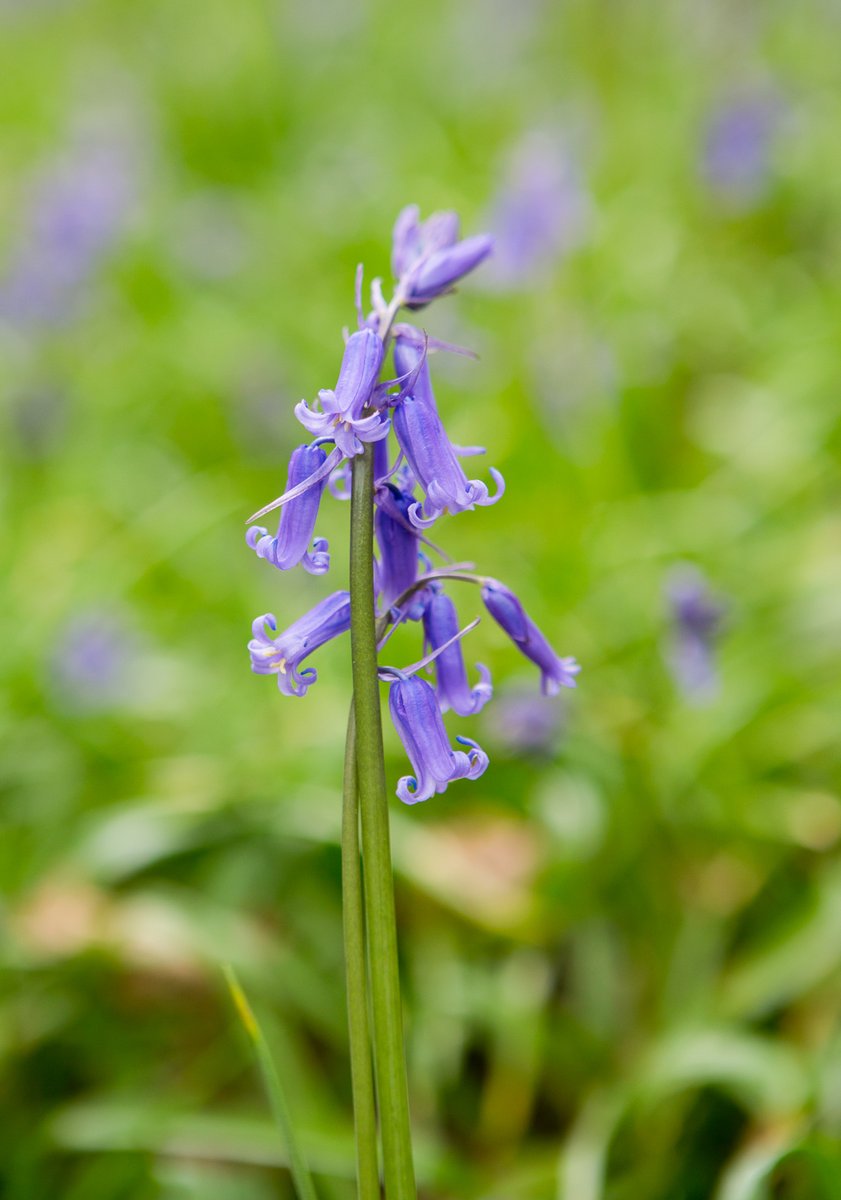 ChilternOAM's tweet image. The bluebells are looking beautiful in our woodland #Bluebells #SpringWatch #Chilterns