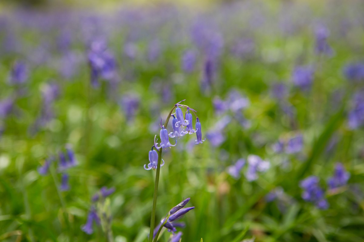 ChilternOAM's tweet image. The bluebells are looking beautiful in our woodland #Bluebells #SpringWatch #Chilterns