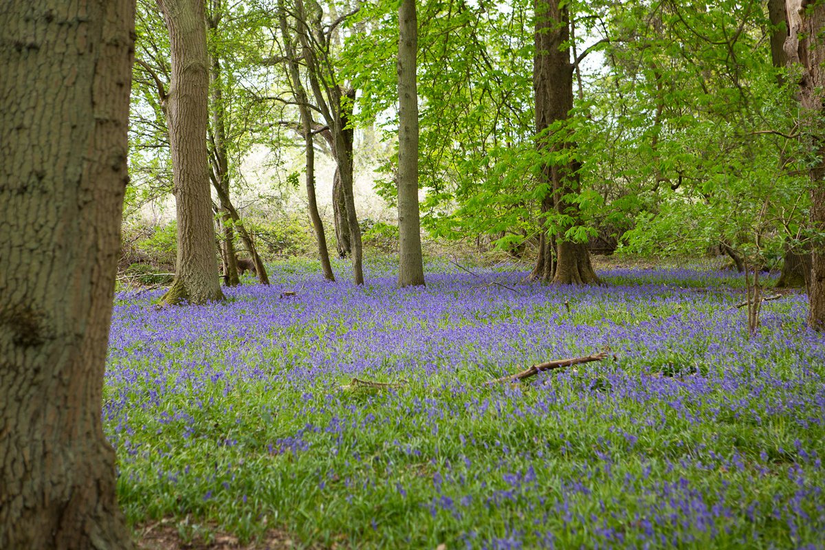 ChilternOAM's tweet image. The bluebells are looking beautiful in our woodland #Bluebells #SpringWatch #Chilterns