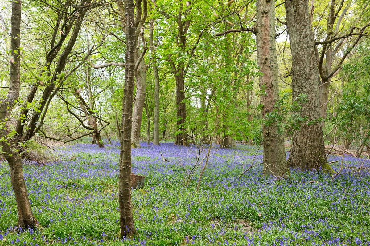 ChilternOAM's tweet image. The bluebells are looking beautiful in our woodland #Bluebells #SpringWatch #Chilterns
