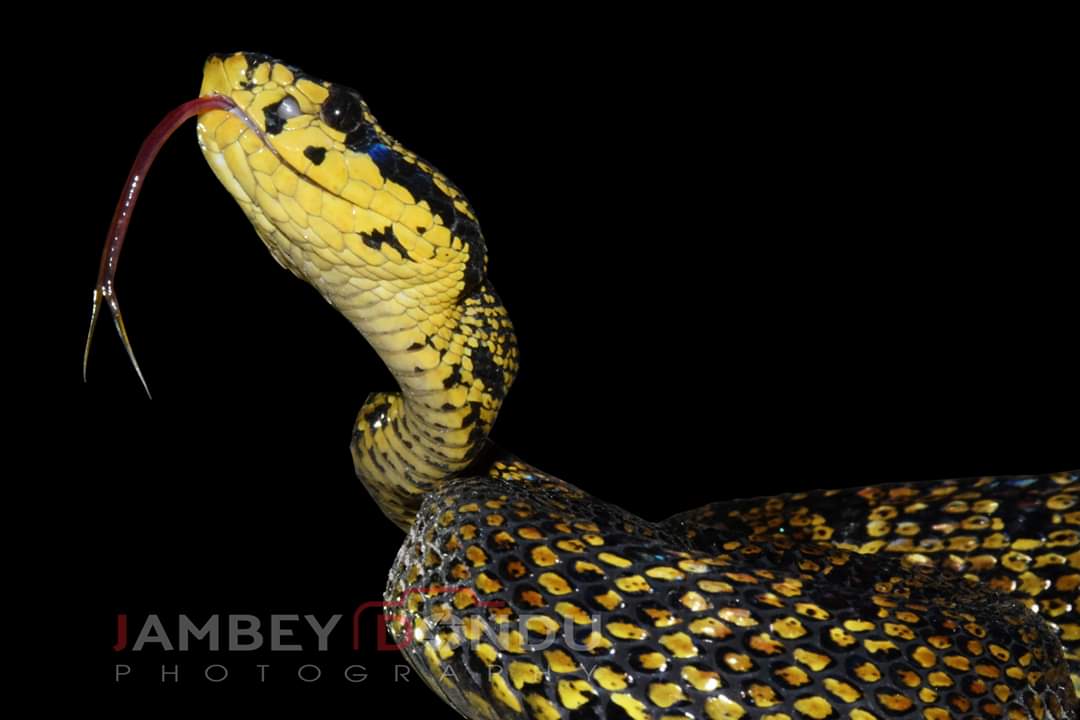 JambeyDondu's tweet photo. #AssetsOfTawang
#Jerdon’s #PitViper is a venomous pit viper species found in #Tawang. In India this was first reported at Eaglenest Wildlife Sanctuary, West Kameng Dist. Arunachal Pradesh, during 2006-08.
#snakes @PemaKhanduBJP @diprotawang @ArunachalKnow @Discovery @BearGrylls https://t.co/Ig7n4jfjZf