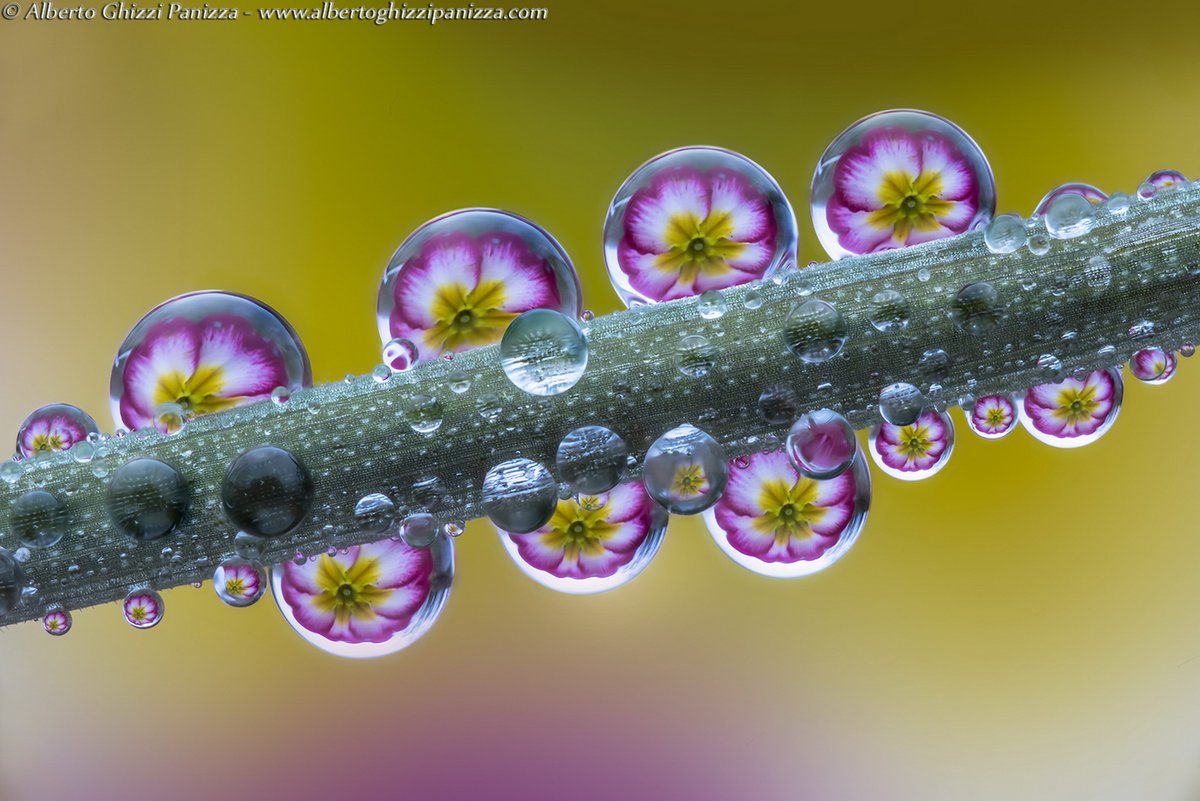 2/ Back in 2015 Alberto Ghizzi, an Italian photographer who specializes in macro photography, gave a talk at the ESO HQ in Santiago where he showcased amazingly beautiful images of tiny insects, dew, and water droplets.  http://www.albertoghizzipanizza.com/ 