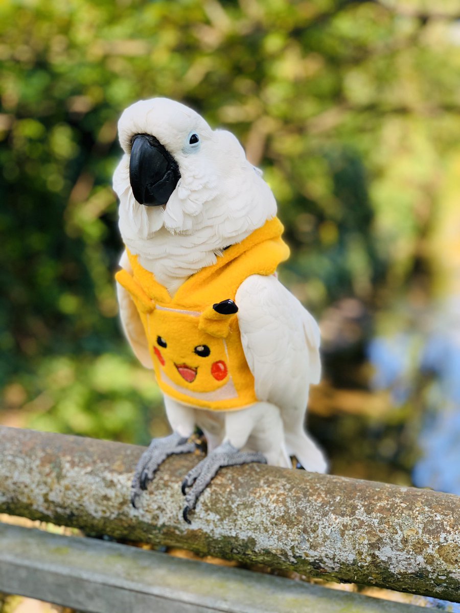 TeddyKnightUC's tweet photo. Rocking the mellow yellow pokemon today.
Love always
The Tedster.❤️🏴󠁧󠁢󠁥󠁮󠁧󠁿❤️
https://t.co/QjYX7UmPew
#pokemon  #Cockatoo #staysafe #StayAtHome #socialdistancing #parrots @Pokemon https://t.co/olSaVKxlaD