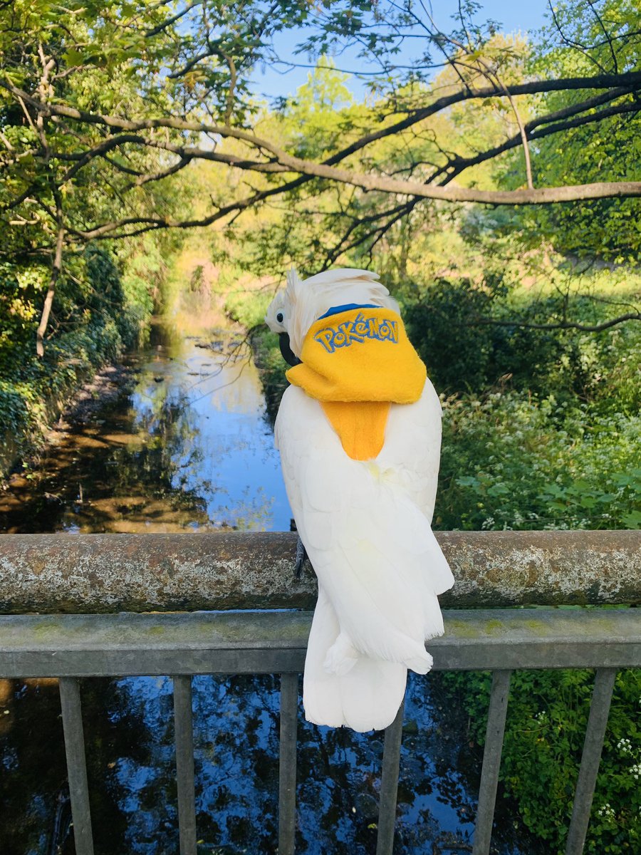 Rocking the mellow yellow pokemon today.
Love always
The Tedster.❤️🏴󠁧󠁢󠁥󠁮󠁧󠁿❤️
Babesinthehood.net
#pokemon  #Cockatoo #staysafe #StayAtHome #socialdistancing #parrots <a href="/Pokemon/">Pokémon</a>