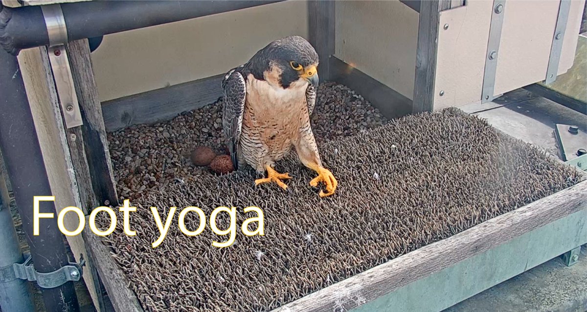 The best kind of yoga is the kind for your feet (and talons)!