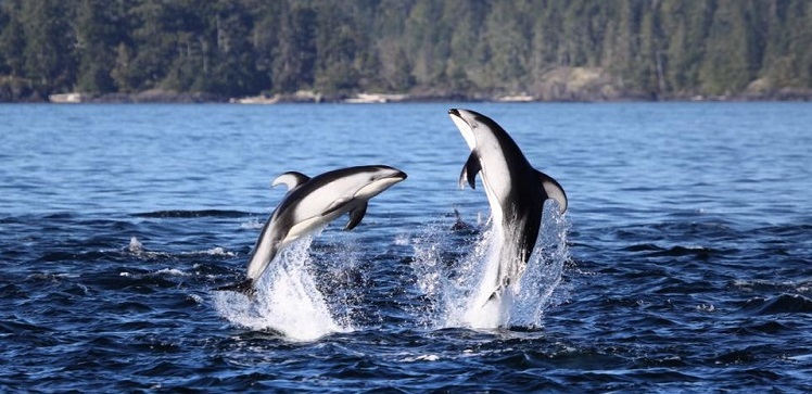 Free in Chicago tweet media