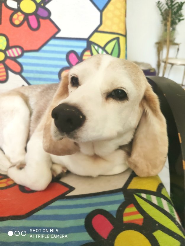 We have two beagles penny and Julie but mum is missing now but we know she cares