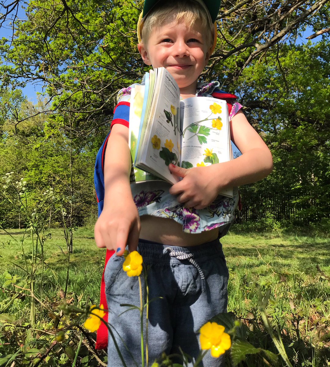 14/26 Buttercups! This is the bulbous variety and they have very reflective petals. Hold one under your chin and if it glows yellow, custom has it that you like butter!  #twopointsixchallenge  @bowelcanceruk  #fundraising  #teambowelcancer