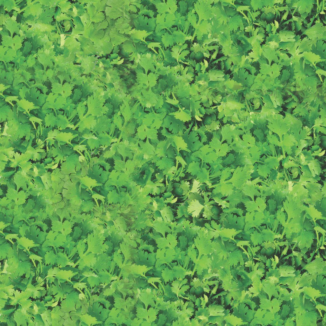 trueleaffarms's tweet photo. Our value added fresh cut cilantro makes it easy to add flavor to any dish. Fun Fact: There is a gene that causes some people to not like the taste of cilantro because to them, it tastes like dish soap. https://t.co/gXpQ885A05