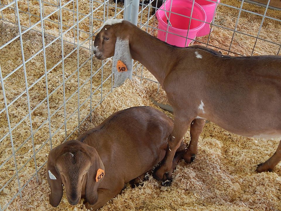 HuronCountyFair's tweet photo. These animals stole our hearts ❤️👨‍🌾What's your favorite animal to check out during fair season? We're thankful to have an area for our community to enjoy and are looking forward to seeing your smiling faces again
#HuronCountyFair #HuronCounty #Ohio #fairgrounds #fair #fairseason https://t.co/MxhnFYannb