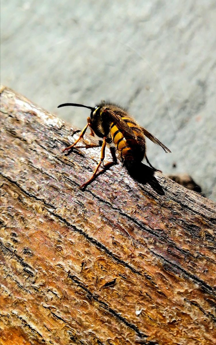 Hagbard_Dane's tweet photo. Bee happy (wasp happy just doesnt have the same effect, shhhhh). Looks like this one had a good meal. #P10Lite https://t.co/WsVUsWjt8q
