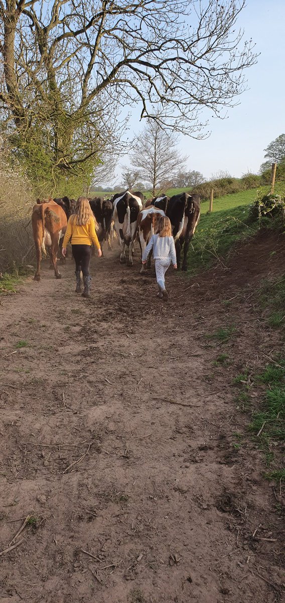 My little farmers #britishfarmer #arla #procross #teamdairy #milk