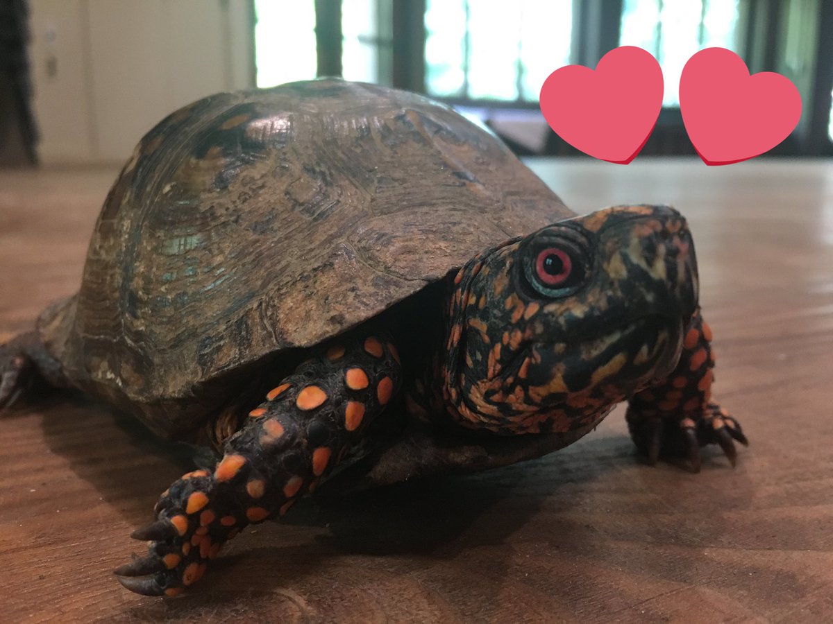 CEEPNW's tweet photo. We had a great #storytime of โMossyโ from @Teatown_ very own Mary Haley! She taught us all about how viewing wildlife from a distance is a beautiful thing! #CEEConnections #environmentaleducation #StayHome #ThursdayThoughts https://t.co/ZnTcm4nvtY