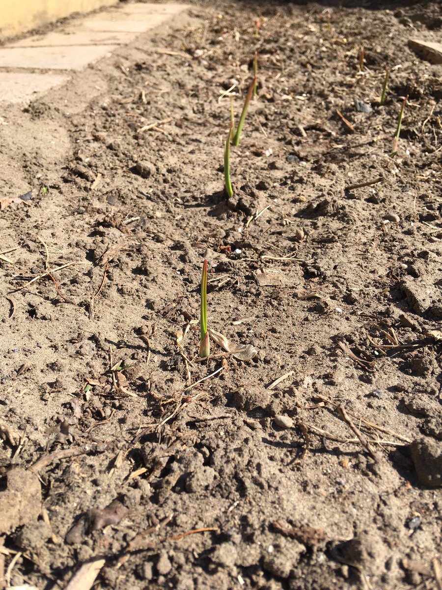 katewalker314's tweet photo. Celebrated earth day with matching earth shirts and garden time. Garlic is up in the garden,seeds are sprouting inside, last year’s yard waste is this year’s fresh compost #scienceparents #yorklearns https://t.co/IZZzPqWqSN