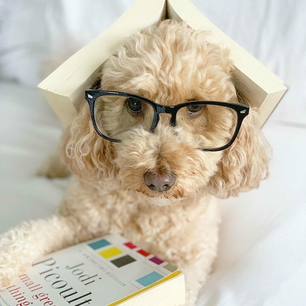 cowboymagic's tweet photo. Happy World Book Day!! Photo by @willis_doodle
⠀⠀
Reading is cool 📚 #WoldBookDay
.
.
.
.
#worldbookday2020 #slpets #buzzfeedbooks #buzzfeedanimals #read #dogswhoread #petpartners #readingisfundamental #readingissexy #todayfanphoto #gma #cowboymagic https://t.co/XfGE6uLPT0 https://t.co/ubY9ayzeDQ