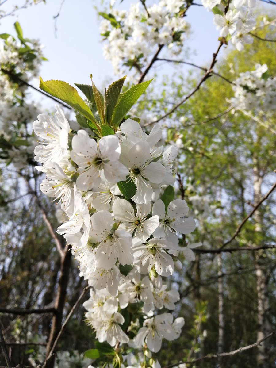 jonoDavCol's tweet photo. Flowering cherries and white dead nettles on the walk today. #lamium #spring https://t.co/xnvv95QDxz
