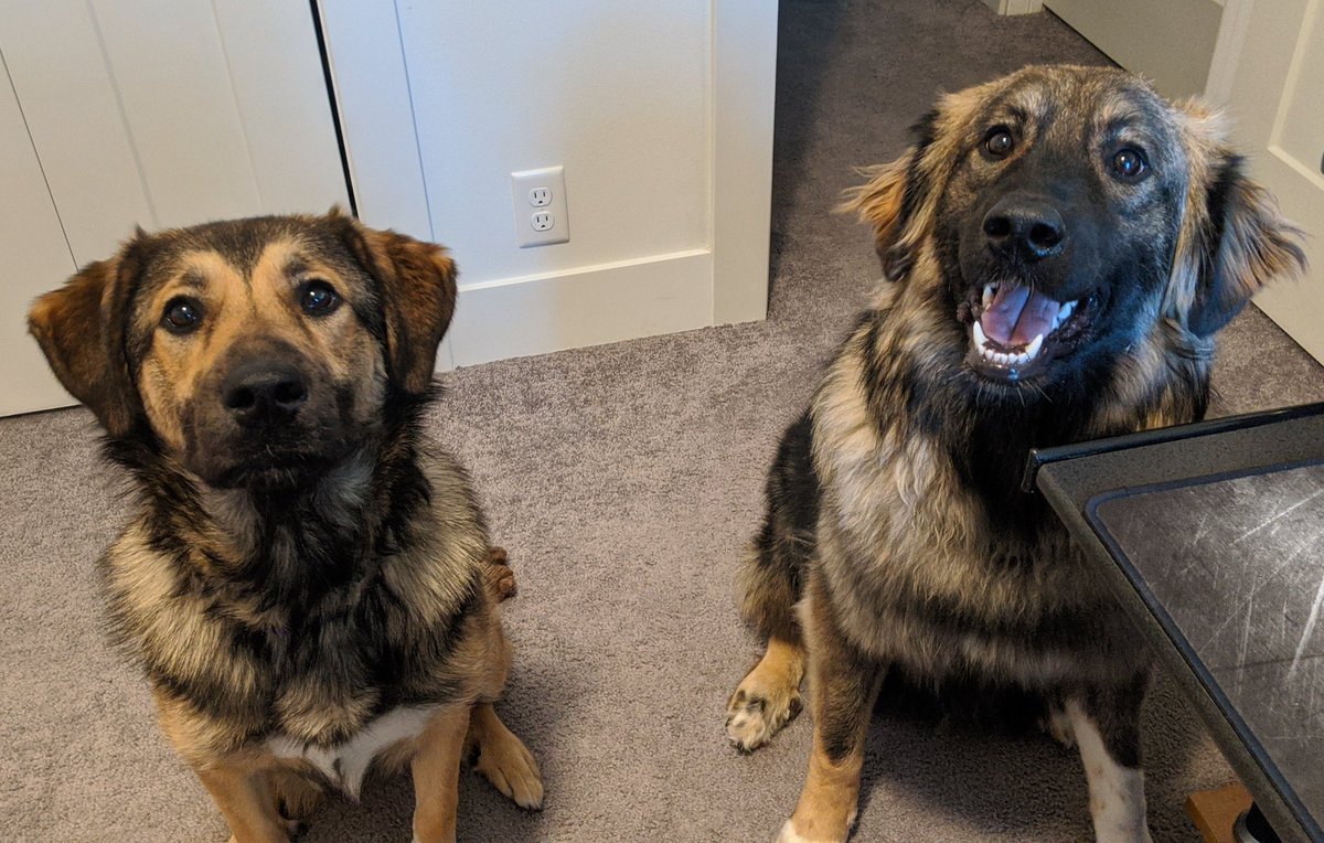 Hoffdog_whohaha's tweet photo. Day 26 of #WorkingFromHome: Co-workers are conducting a 25 day review of my work. Clearly one expected more of me - improvements being more walks and more treats. The other is just here for moral support... #Doggos #QuarantineLife #NewCoworkers #WorkReview https://t.co/XpsQMgEAPa
