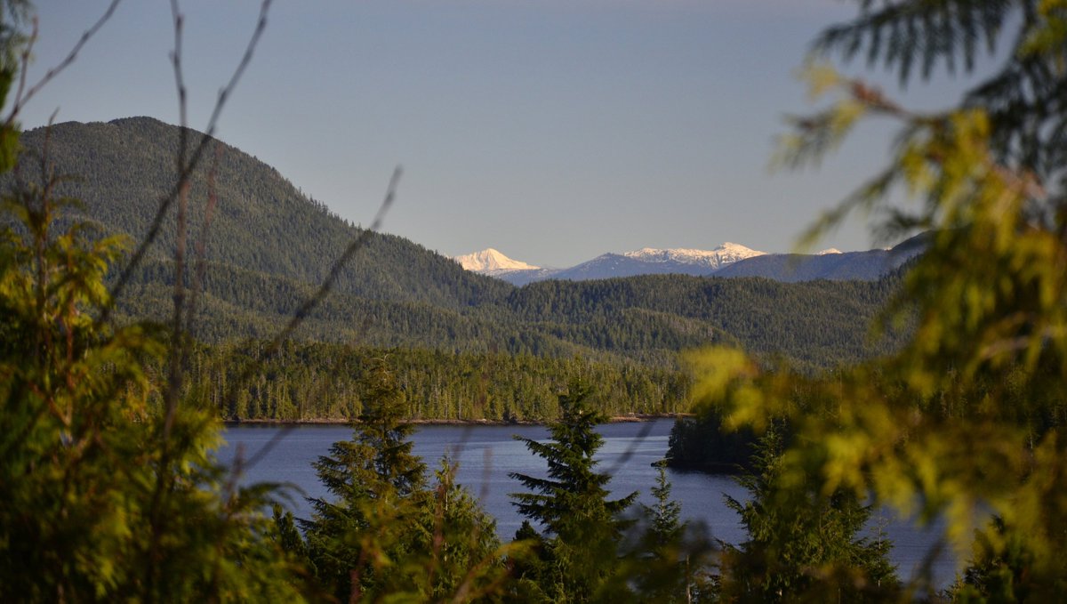 Shearwater tweet media