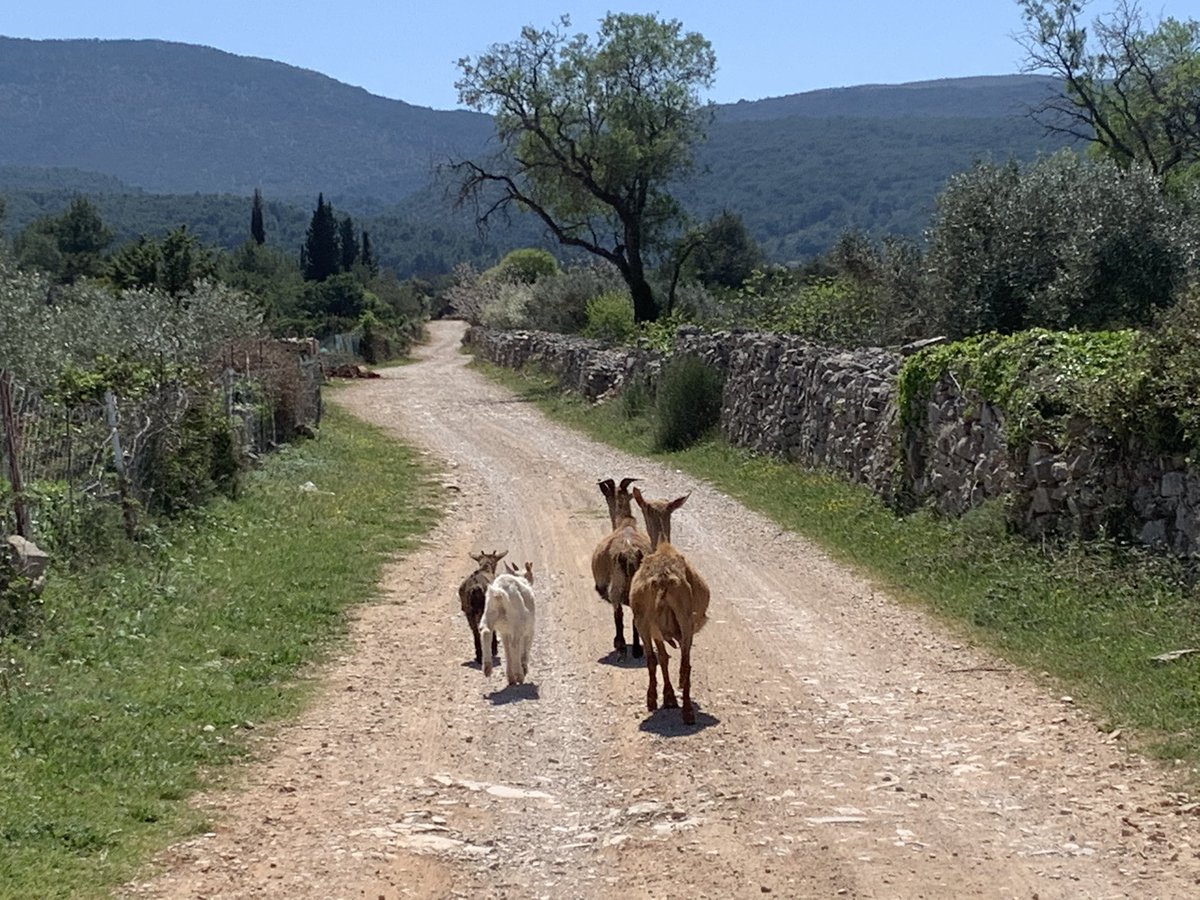 SecretHvar's tweet photo. the goats on the road in the #Unesco protected field...
#Hvar #SecretHvar #Dalmatia #Croatia #croatiafulloflife #timeoutcroatia #lavender #island #islandlife #islandtour #heritage #heritagetour #historytour #luxurytour #wine https://t.co/afjKpZ32js