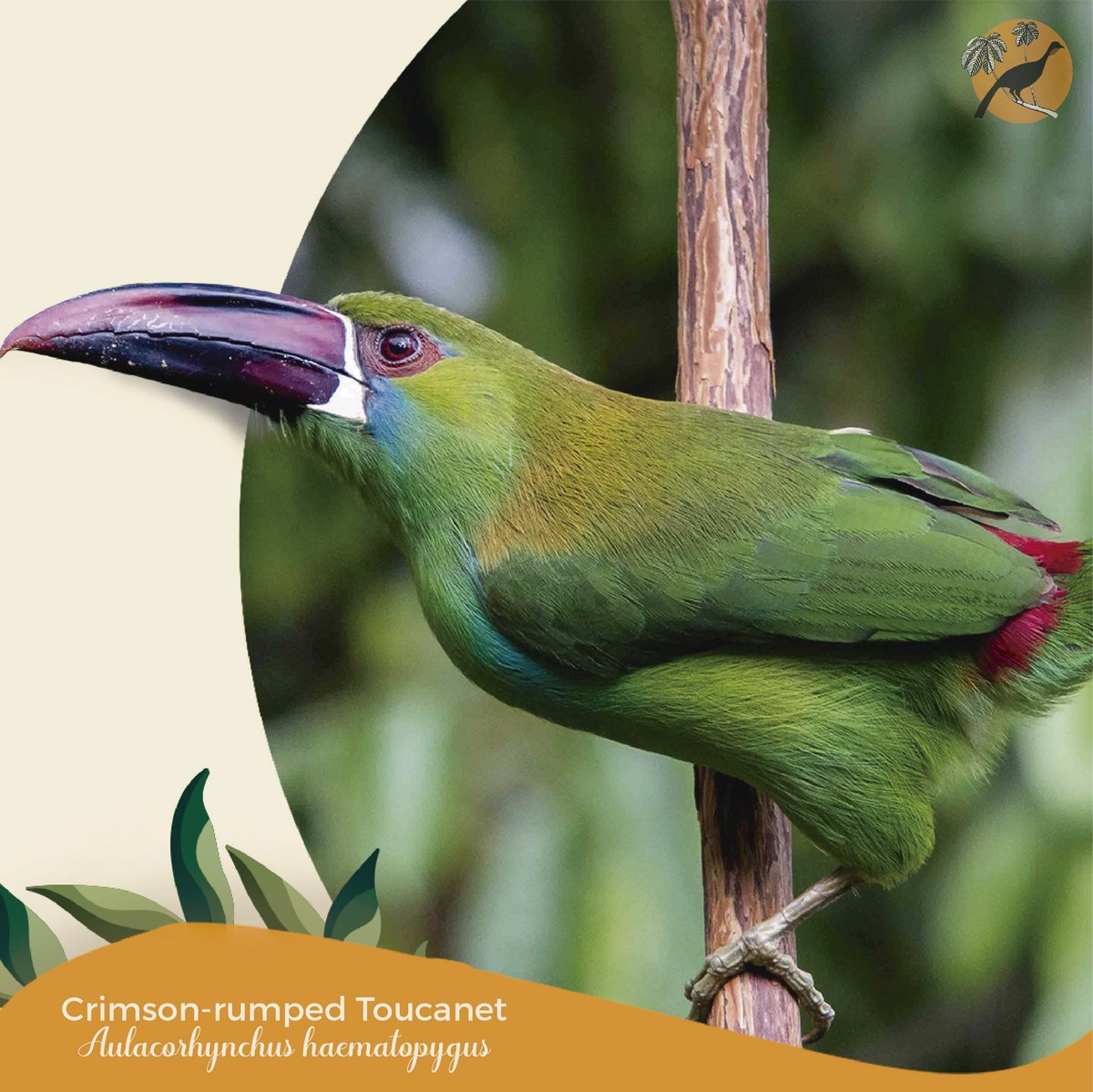 PenelopeBirding's tweet photo. Are you excited to see the birds flying? This ability they have and we love has a whole biological background. 🧐🍃 This fact will make you crazy! 🤯Birds are not only able to fly because they have wings...
#LearningThings #BirdFacts #Birds #Birding #Birders #ColombianBirds https://t.co/1nMjme9zux