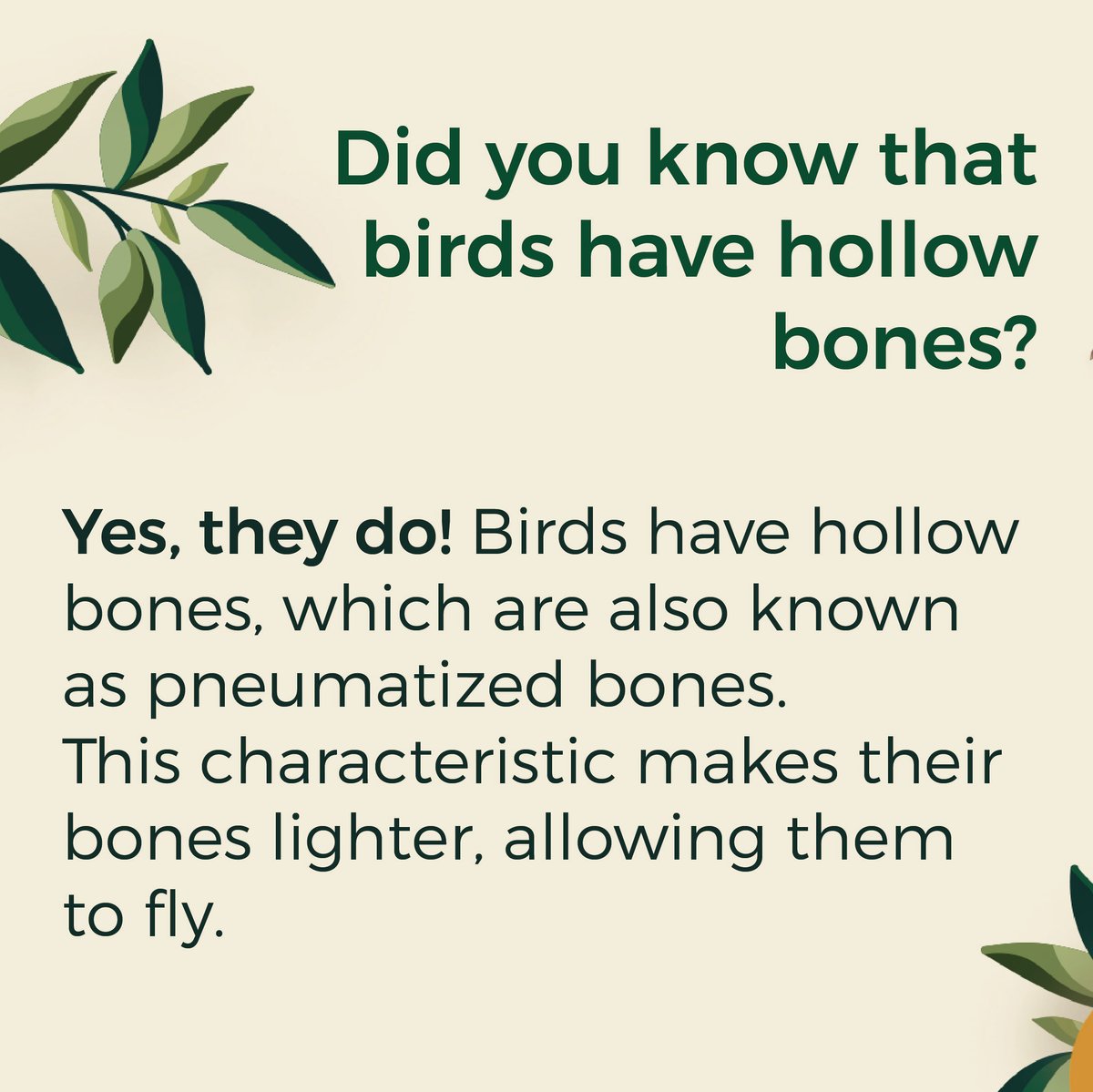 PenelopeBirding's tweet photo. Are you excited to see the birds flying? This ability they have and we love has a whole biological background. 🧐🍃 This fact will make you crazy! 🤯Birds are not only able to fly because they have wings...
#LearningThings #BirdFacts #Birds #Birding #Birders #ColombianBirds https://t.co/1nMjme9zux