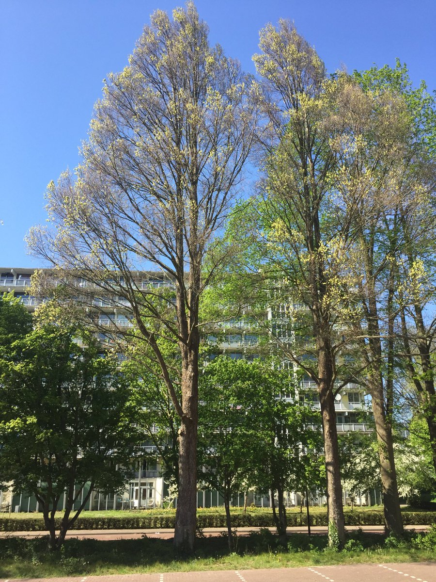 bomenconsulent's tweet photo. Veel bomen worden vermeerderd door middel van enten. Hier monumentaal-iepen Ulmus ‘Sarniensis’ (grove bast) als vingerdikke tak in de jeugd op ca. 2m geënt op boompje Hollandse iep (Ulmus ‘Belgica’). Soms ook wel bij de grond geënt, maar dan zie je overgang niet. https://t.co/VxeQsGEVhK