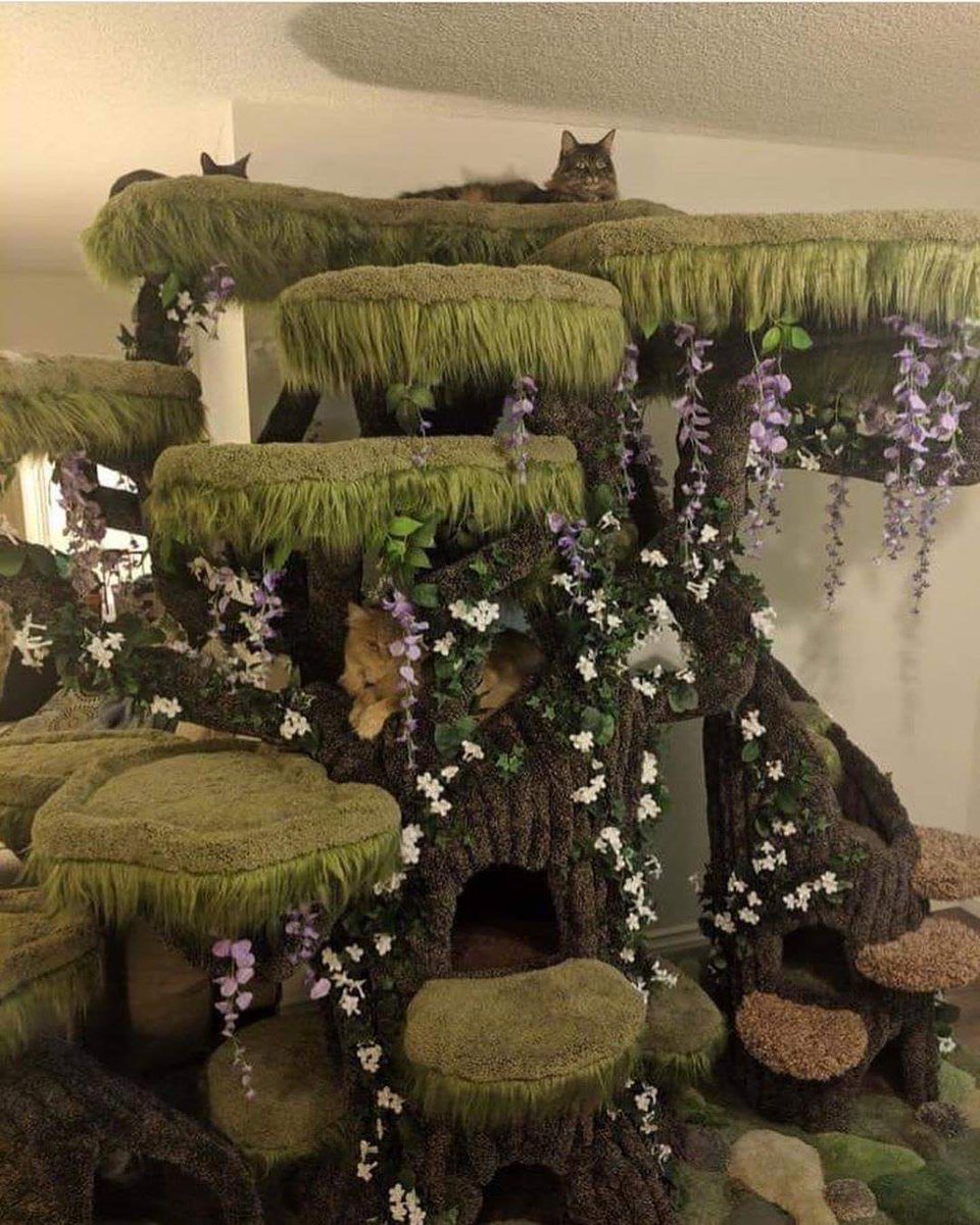 glitterrbatt's tweet image. I would spoil my cats like this