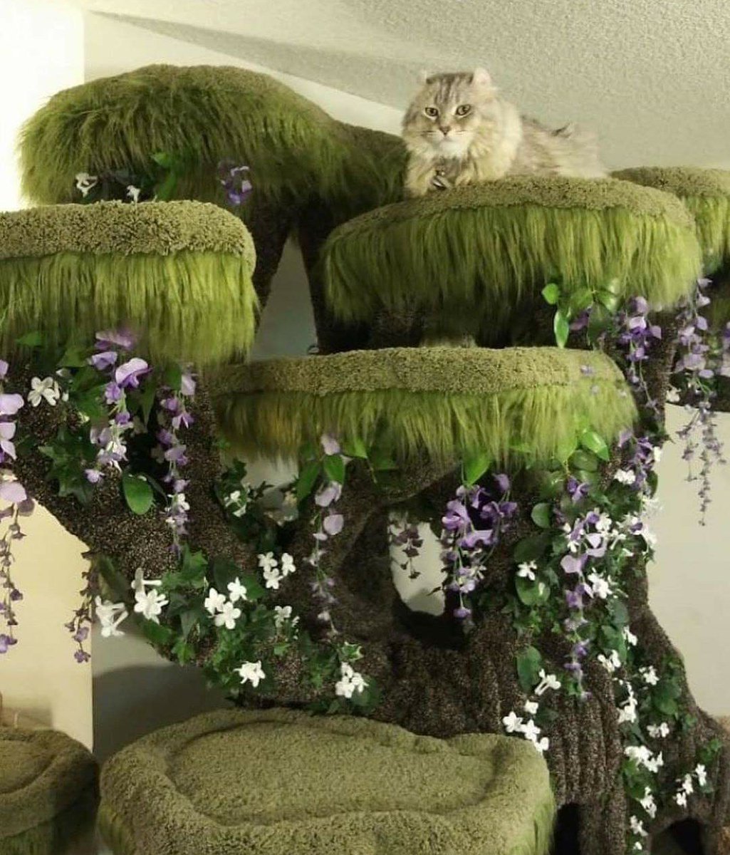 glitterrbatt's tweet image. I would spoil my cats like this
