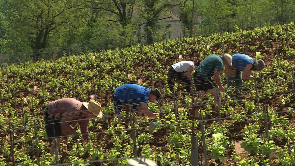 Côte d'Or : "Des bras pour ton assiette" met en relation viticulteurs et travailleurs volontaire pendant le confinement france3-regions.francetvinfo.fr/bourgogne-fran…