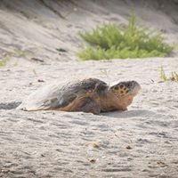 Sea Turtle Nesting Season is just around the corner so we're sharing a few Sea Turtle pics with you in the coming days.