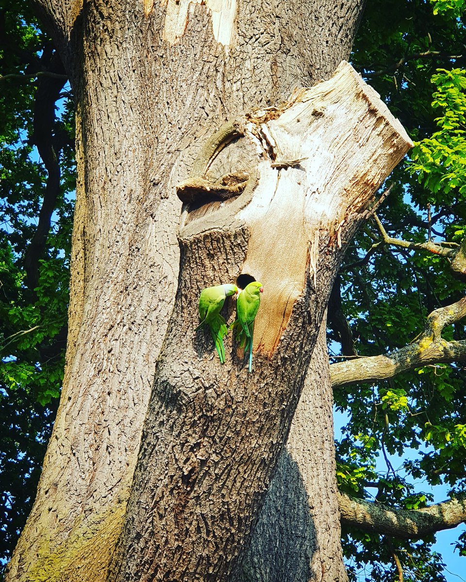 _SlightlyQuirky's tweet photo. Beautiful parakeets in Bushy Park tonight. #bushypark #royalbushypark #royalpark #parakeet #lovehamptonhill https://t.co/mcn7RGaxc6