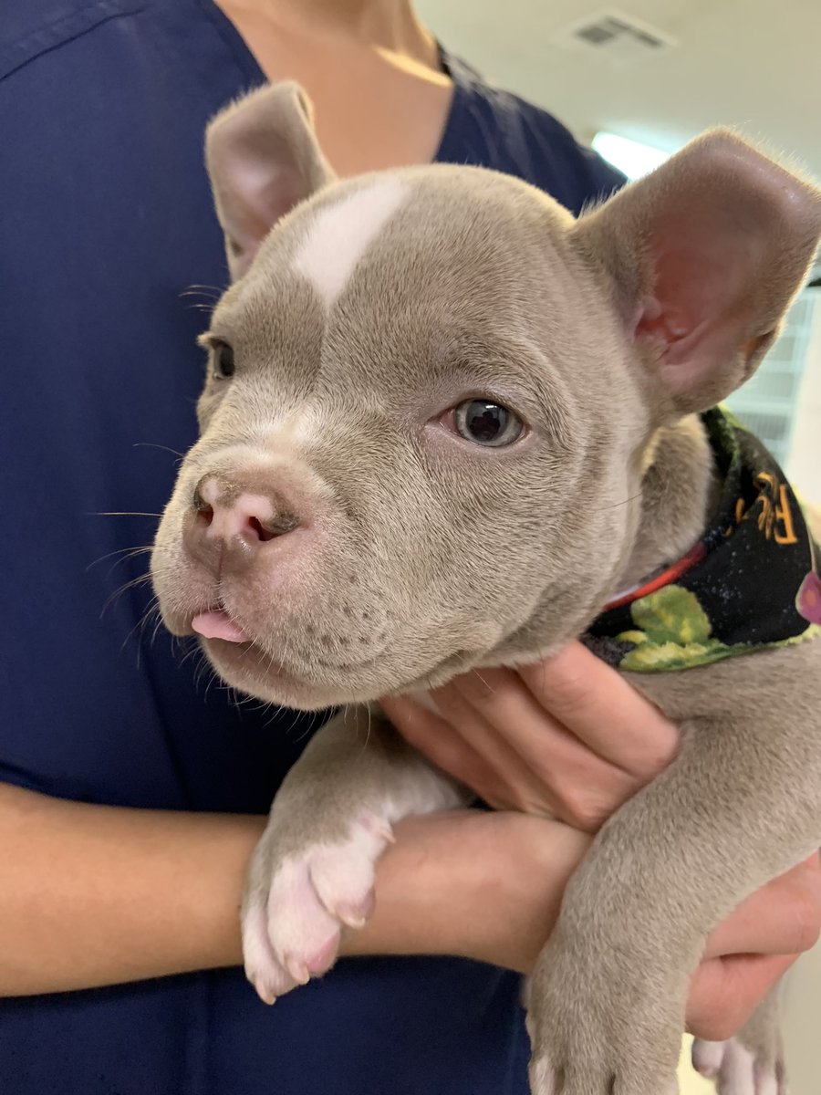 NOLAAnimalC's tweet photo. 🚨CUTENESS OVERLOAD!!🚨
Showin’ some puppy love! 💕 #NOLAAnimalClinic #NOLAForPets #NOLAFurever https://t.co/gygJxLxBcT