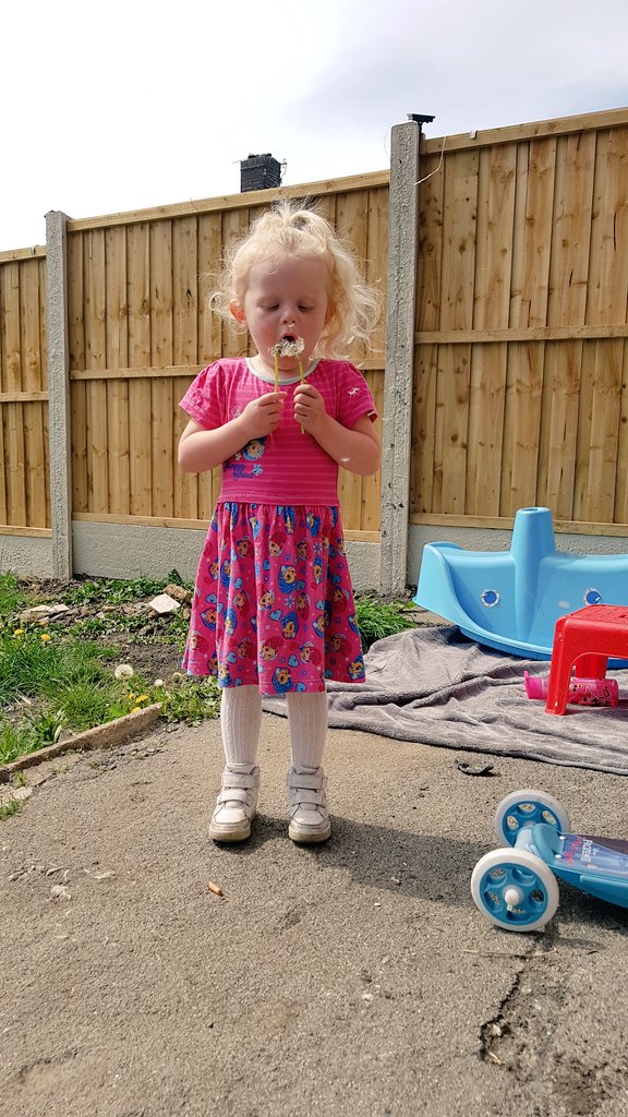 gemroseh's tweet photo. Dandelions! @MeynellSchool https://t.co/A5ja8YFfG9
