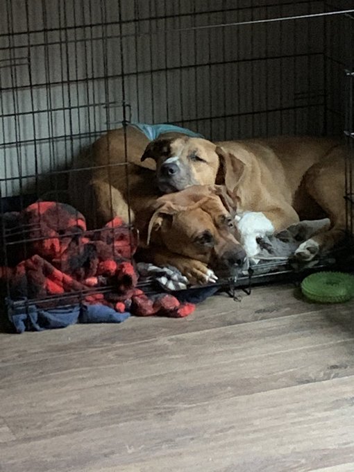 They babies!!!! https://t.co/ozYWJfChqG<a href="/tag/porn"class="tags"><span>#porn</span></a><a href="/tag/sellingcontent"class="tags"><span>#sellingcontent</span></a><a href="/tag/sellingfeet"class="tags"><span>#sellingfeet</span></a>